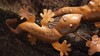 Picture of geckos